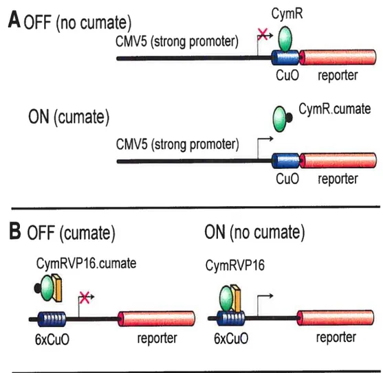 Figure 4: Controling the expression of the transgene via two different strategies of cumate switch system