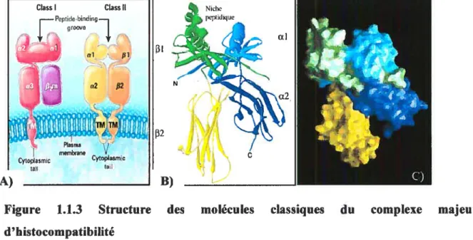 Figure 1.1.3 Structure des d’ histocompatibilité