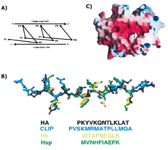 Figure 1.2.2 Orientation des peptides dans la niche des molécules classiques du CMII II