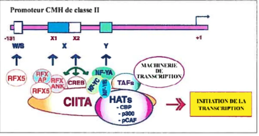 Figure 1.2.4 Complexe transcriptionne] du CMII II
