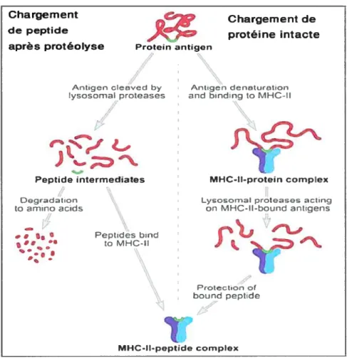 Figure 1.2.10 Voies d’apprêtement des antigènes présentés par les classes II