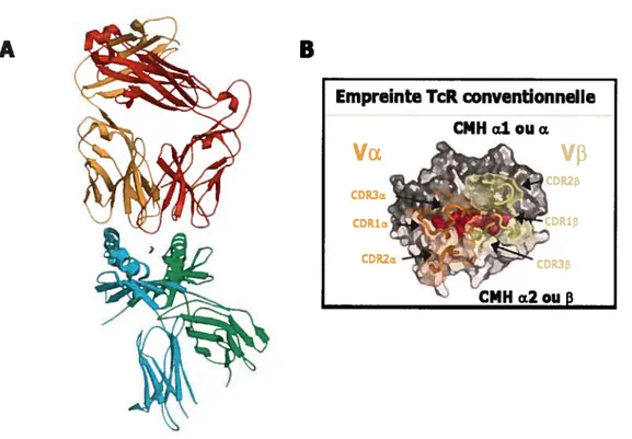 Figure 1.9 Complexe CMII— peptide — TcR
