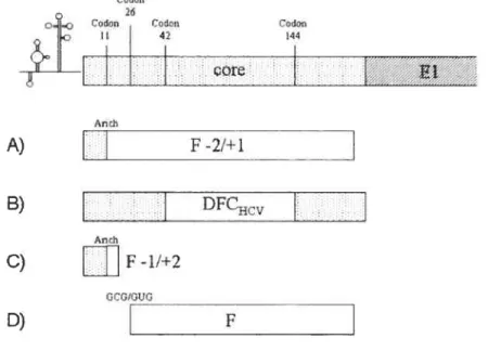 Figure 5. Les différentes protéines produites dans un cadre de lecture alternatif. A) protéine F, B) DFC11v, C) protéine produite avec un déphasage nbosomal en -2/+1, D) protéine produite avec un site d’initiation interne