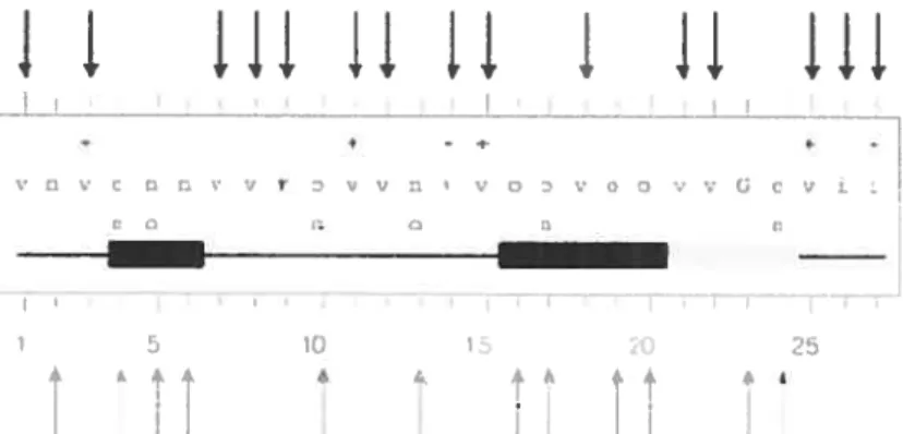 Figure 7. Résumé des propriétés sfrucffirales de HVR1 et des fonctions prédites des acides aminés