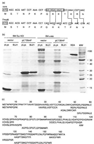 Fig. 7. Expression and production of recombinant hepatitis C virus F protein. (a) Structure of the Fmut8 F protein expression cassette