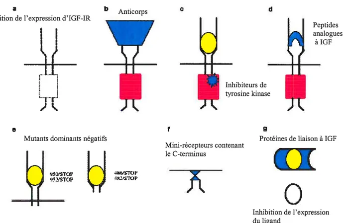 Figure 7: Stratégies d’inactivatïon d’IGF-IR a) Réduction ou élimination de l’expression protéique d’IGF-R par blocage de la transcription (avec une molécule triple hélice) ou de la traduction (avec des ODNs antisens, des constructions d’ARN antisens et de
