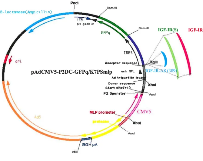 Figure 9 : Représentation schématique du vecteur de transfert adénoviral pAdCMV5- pAdCMV5-P2DC-GFPq/K7PS mlp