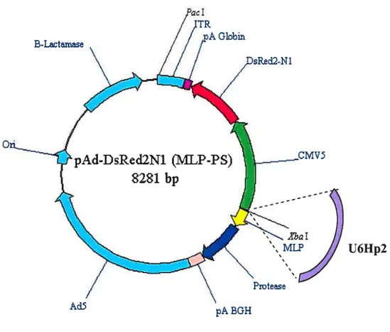 Figure 12 : Représentation schématique du plasmide pAd-DsRed2Nl-MLP-PS.