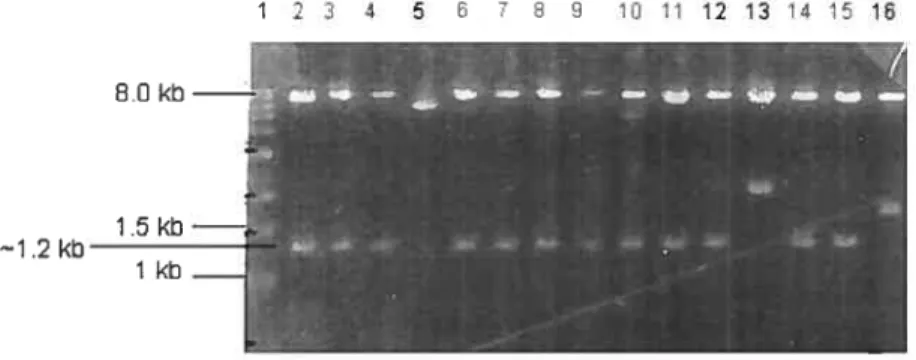 Figure 13 Vérification de la présence et de l’orientation de la cassette U6hp2 dans le vecteur pAdCMV5DsRedN1/MLP-PS: profil de digestion par l’enzyme de restriction AscI