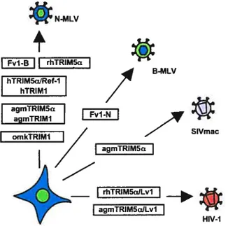 Figure 1. Représentation du pouvoir antiviral de TRIM5a, Fvf et des dérivés TRIM sur divers