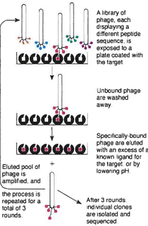 Figure 4. Schématisation du criblage d’une banque de peptides sur phages présentoirs (pliage display)