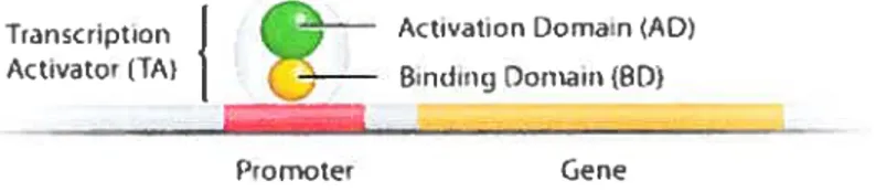 Figure 6. Transcription normale. L’activation de la transcription requiert l’interaction du domaine de liaison à l’ADN (BD) et le domaine d’activation (AD)