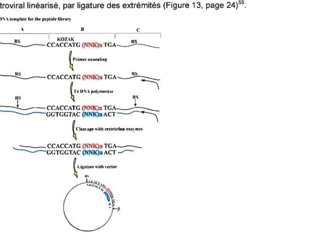 Figure 13. Clonage de la banque de peptides dans un vecteur rétroviral. (Schéma tiré de réf