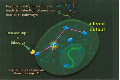 Figure 16. L’introduction d’une banque de peptides dans une cellule mènera à une perturbation de son phénotype