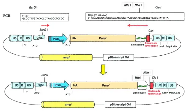 Figure 19. Schématisation du clonage de pBABE PPGK HA!PuroRllien souplelkili sites.