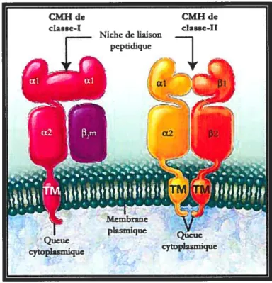 Figure 3. Structure moléculaire des molécules du CMH