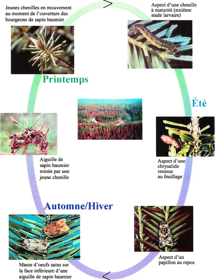 Figure 1: Cycle de vie de la tordeuse des bourgeons de l’épinette Photographie gracieuseté de Joseph O’Brien et Jerald E