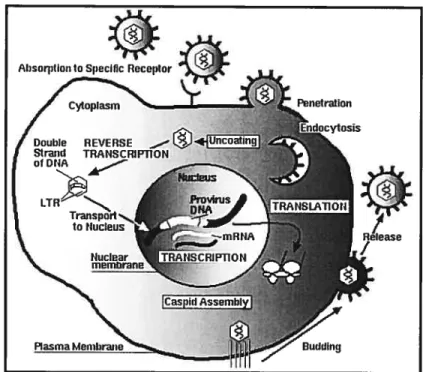 Figure 1-2: Cycle de réplication du VIII-1. Le VIH-1, suite à son adhésion avec le récepteur CD4 et co-récepteur CXCR4 ou CCR5, entre dans le cytoplasme cellulaire par fusion membranaire
