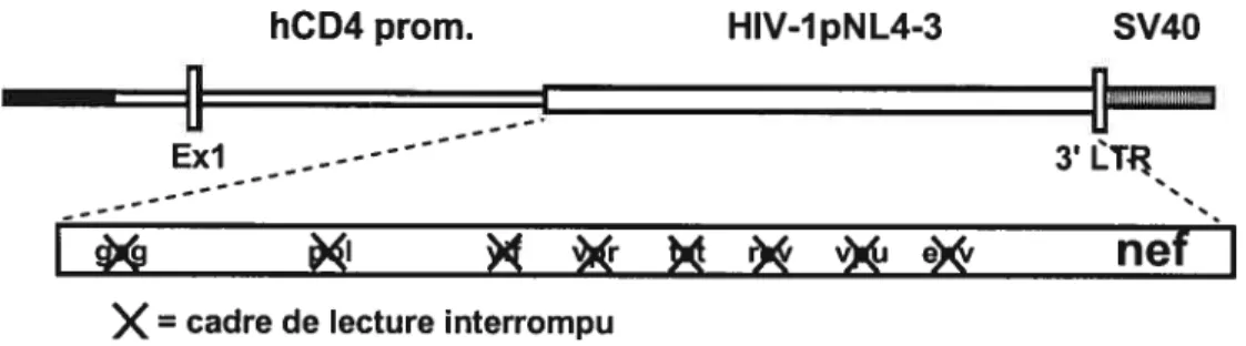 Figure 1-4: Structure transgène CD4C/HIV mutG Seule la protéine Nef du VIK-1,
