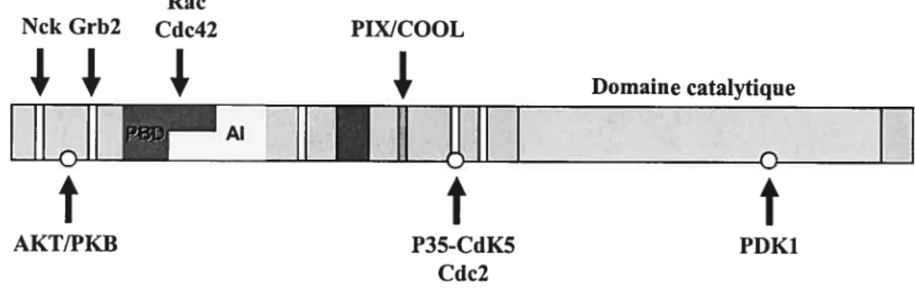 Figure 1-5: Structure des protéines membres de la classe PAM. Un domaine de régulation et un domaine enzymatique présents aux extrémités N- et C-terminales respectivement sont retrouvés chez les protéines de la classe PAKI