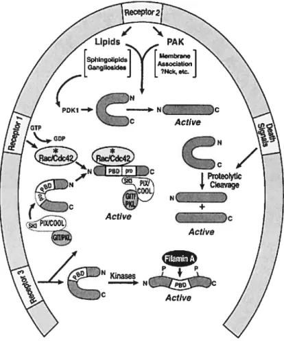 Figure 1-6: Mécanismes d’activation des membres de la classe PAM. Divers mécanismes d’activation de PAK sont indiqués