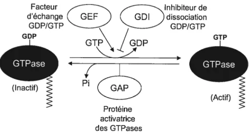 Figure 1-7: Mécanismes de régulation des GTPases de la famille Rho. Les GTPases