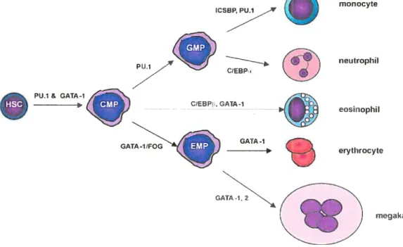 figure 5. Régulation transcriptionnelle de l’engagement vers ta lignée myéloïde. Les CMP se différencient soit en GMP ou en MEP