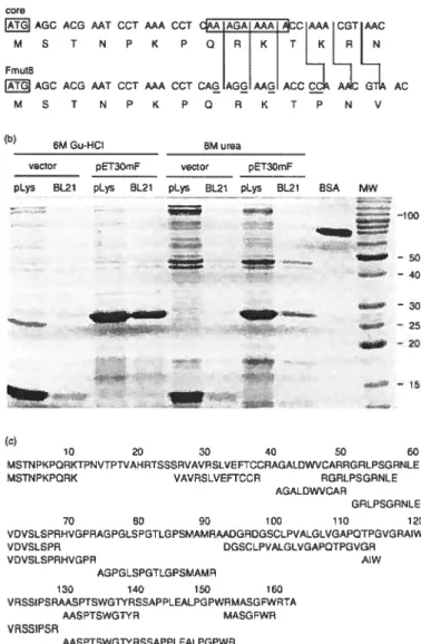 Fig. J. Expression and production of recomisinant hepatitis C virus F prolein. (ii) Structure f)f the Fioul)) F prc)tein expression cassette