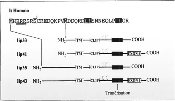 Figure 1.4 Représentation schématique des isoformes de la chaîne invariante humaine.