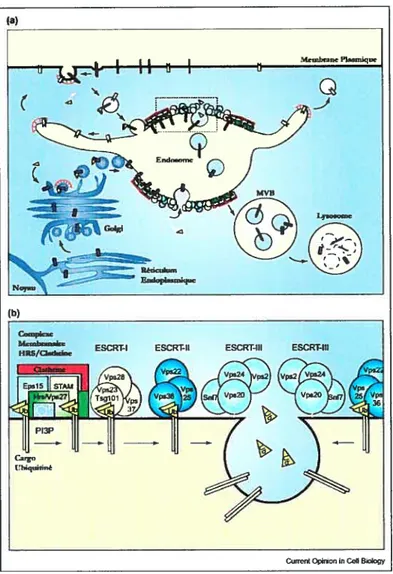 Figure 1.11 Modè]e du ciblage dans les endosomes multivésiculaires par tes comptexes ESCRTs.