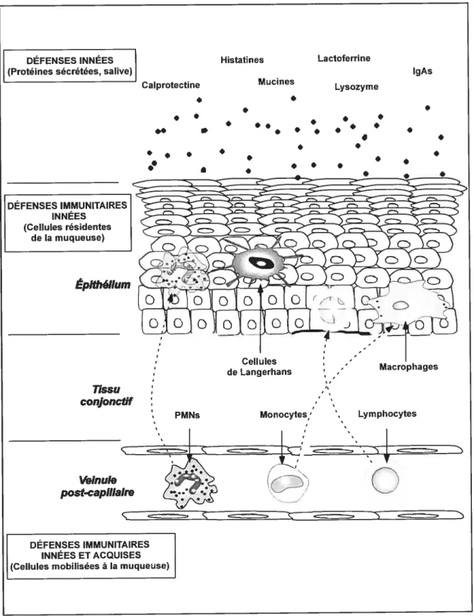 figure 3.1 Représentation schématique des trois systèmes de défense des muqueuses
