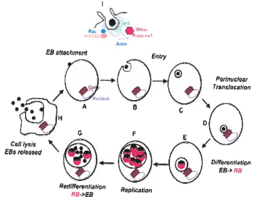 Figure 1. Chlantydia trachomatis life cycle. Interaction of elementaiy body with host celis plasma membrane lead to Rho GTPase member family Rac recruitment and the component of Arp2/3 complex, WAVE2