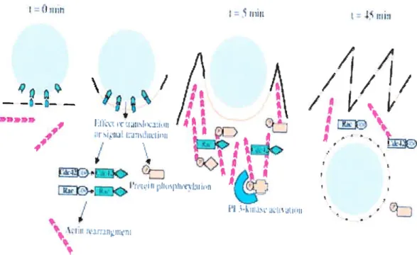 Figure 3. An example of early events during Chlarnydia caviae entry. Interaction of bacterium (grey circle) with the host plasma membrane induces the clustering of cholesterol rich membrane domain (orange une)