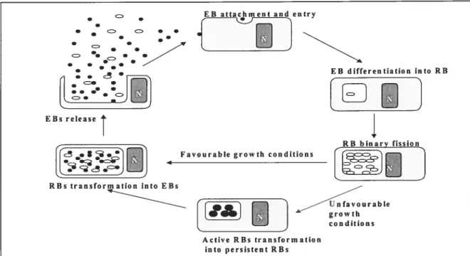 Figure 1: Chlamydial life cycle. N: nucleus; EU: elementary body; RB: reticulate body