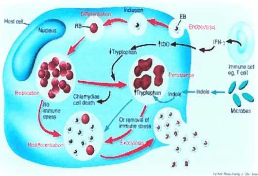 Fig. 2. Chlamydial active lïfe cycle versus persistent cycle. IFN-y induces cellular IDO, which resuits in a marked decrease in available tryptophan