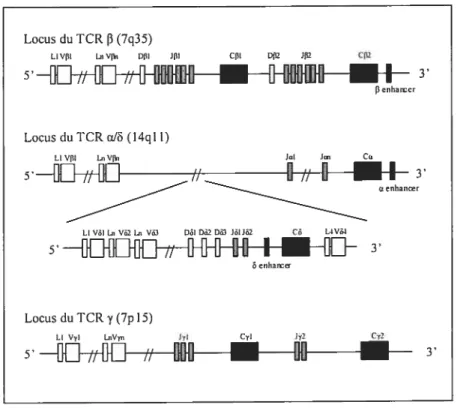Figure 2 Organisation des gènes dit TCR.