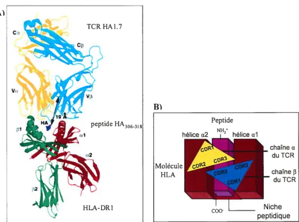 Figure 44) Structure dit complexe TCR HA-HA]. 7/DR].