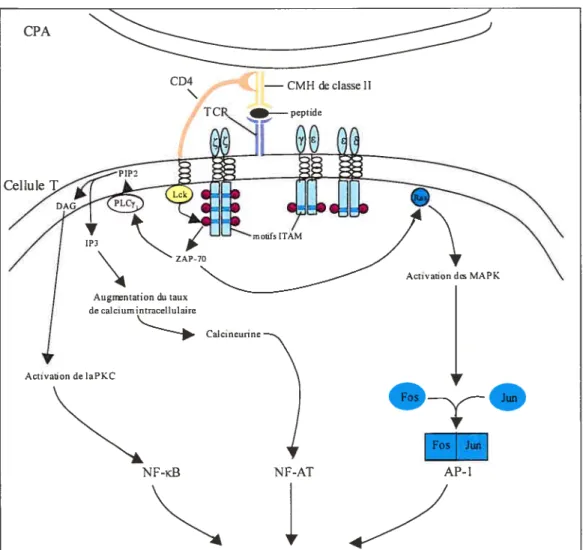 Figure 5 Cascade de signalisation menant à Ï ‘activation de la cellule T suite à 1 ‘engagement du TCR par un complexe CMH-peptide.