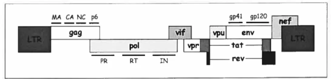 Figure 7 Organisation dit génome du VIH-1.