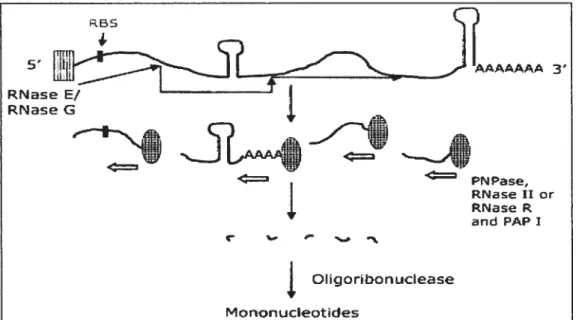 Figure 5. Initiation de la dégradation des ARNm par les endonucléases. Dans ce modèle, la RNase E et la