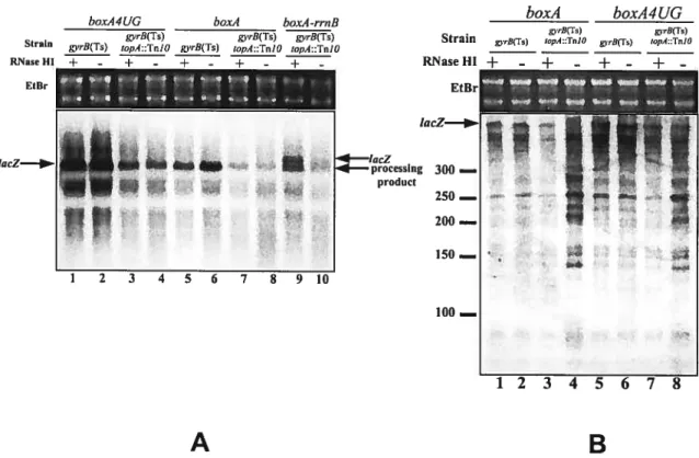 Figure 8. lacZ mRNA expression from the various lac fusions as detected with probes hybridizing to the 3’ side of lacZ