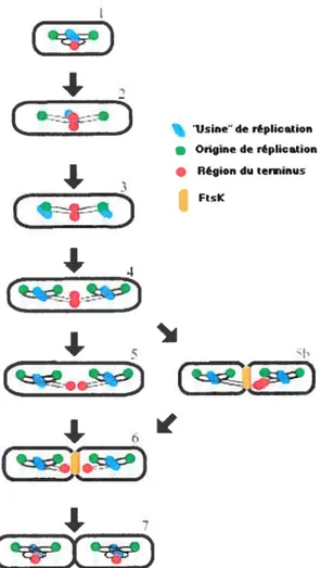 Figure 13 : Schéma du cycle cellulaire d’Esclterichia cou (AB1157) à un temps de génération de 50 min