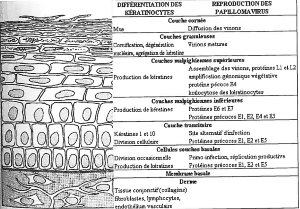 Figure 2 : Cycle de réplication des papillomavirus et différentiation cellulaire. La réplication virale est étroitement liée à la différentiation de l’épithélium squameux