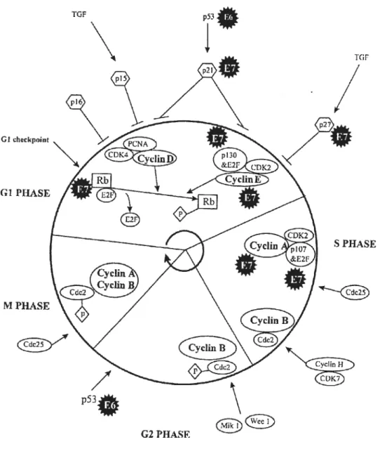 Figure 5 : Perturbations du cycle cellulaire par les protéines virales E6 et E7.