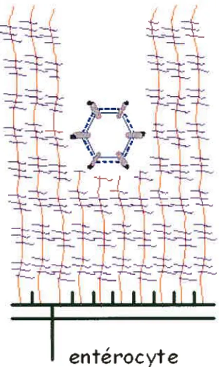 Figure 8. Activité mucinolytique du réovirus.