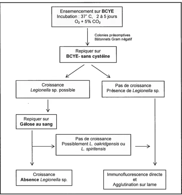 Figure 2. Schéma d’identification de Legionella sp.