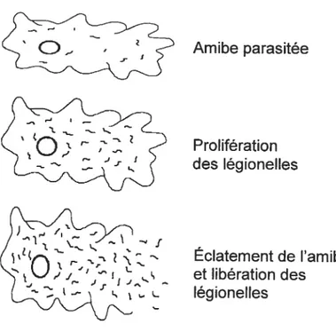 Figure 3. Infection des amibes par Legionella