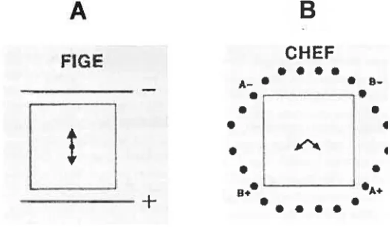 Figure 9. Direction du champ électrique de l’électrophorèse conventionnelle (A) et de l’électrophorèse à champ pulsé (B)