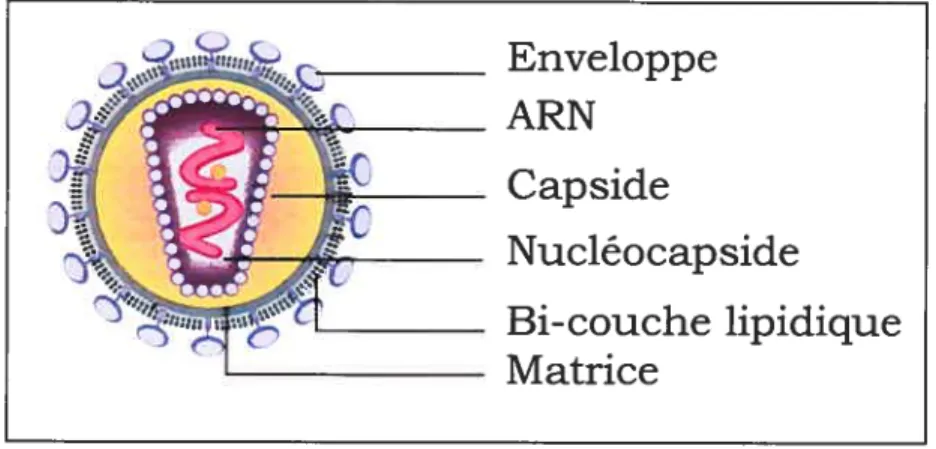 Figure I Structure du VIII