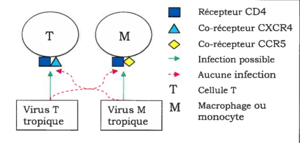 Figure 2 : Récepteurs du VIH dans les cellules T ou les cellules de la lignée des macrophages/monocytes